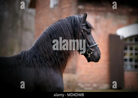 L'étalon noir. Portrait d'un cheval noir. Cheval pur-sang. Beau cheval. Banque D'Images