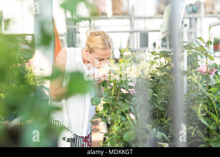 Belle female customer holding et odeur de fleurs roses en pot jaune en serre. Banque D'Images