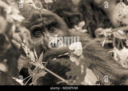 Gorille de montagne (Gorilla beringei beringei), Silverback, portrait des animaux, l'alimentation, monochrome, Bwindi Impenetrable National Banque D'Images