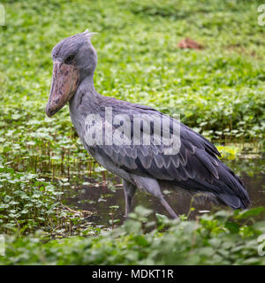 Bec-en-sabot du Nil (Balaeniceps rex) se trouve dans les eaux peu profondes, captive, Uganda Wildlife Education Centre, Entebbe, Ouganda Banque D'Images