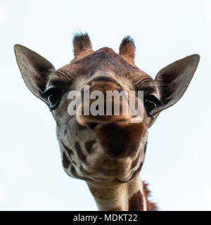 Rothschild Girafe (Giraffa camelopardalis rothschildi) se penche sur l'appareil photo, portrait des animaux en captivité, Banque D'Images