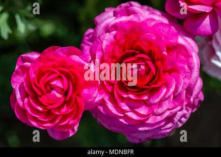 Deux belles roses en fleurs fleurs renoncules représentant un couple dans l'amour. Annonces n'a jamais été aussi goof Banque D'Images