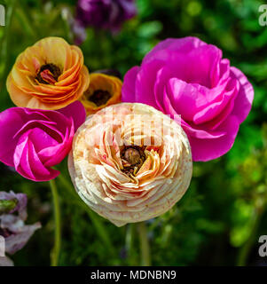 La spécialisation et les couleurs du Ranunculus étaient un spectacle à voir. Encore plus de près. Écran de nouveau et ajoutez votre propre texte pour un message de printemps Banque D'Images
