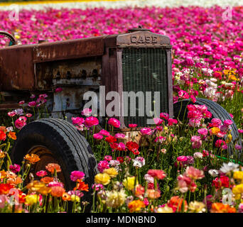 Un rappel qu'il prend tout à fait un peu d'effort et d'un fidèle tracteur ou deux pour créer une telle beauté avec des fleurs plantées Banque D'Images