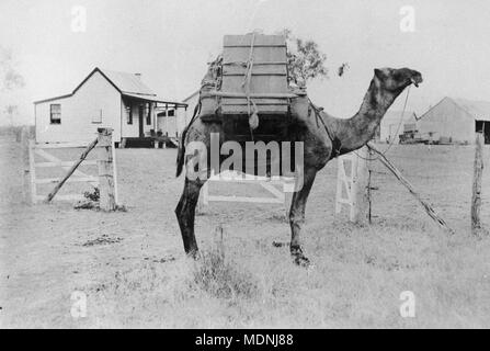 Petti Khan's camel à Rock Sound Station, ca 1895 Banque D'Images