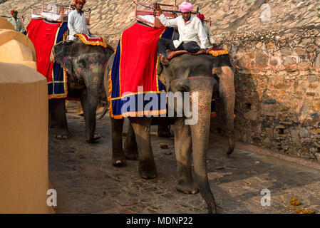 JAIPUR, INDE - CIRCA NOVEMBRE 2017 : homme non identifié rides elephant Banque D'Images