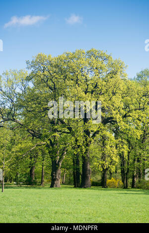 Deux chênes pld dans spring park sur sunny day Banque D'Images