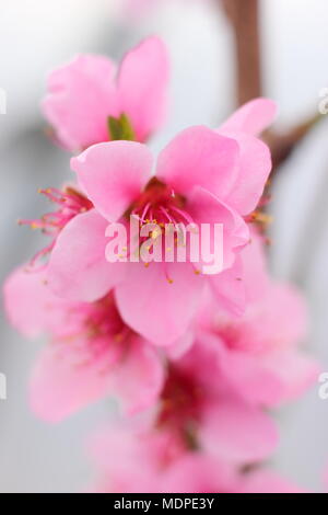 Prunus persica 'Faucon' peach cultivé au début du printemps en fleurs d'infiltration, UK Banque D'Images