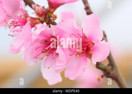 Prunus persica 'Faucon' peach cultivé au début du printemps en fleurs d'infiltration, UK Banque D'Images