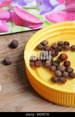 Lathyrus odoratus pois de trempage des graines dans l'eau tiède (la nuit) pour favoriser la germination avant de semer, UK Banque D'Images