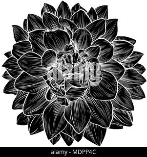 Fleur Dahlia chrysanthème ou gravure sur bois rétro Illustration de Vecteur