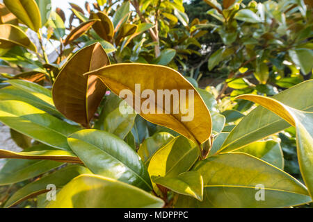 La face inférieure des feuilles brun rouge sur le sud du Magnolia grandiflora 'FERRUGINEA' contraste avec la surface supérieure d'evergreen. Banque D'Images