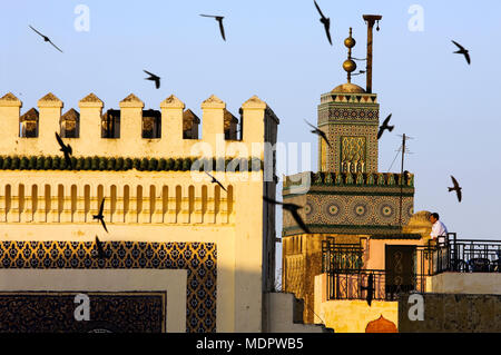 Fes, Maroc ; hirondelles se percher au coucher du soleil autour de la Porte Bab Boujeloud (Bleu) Banque D'Images