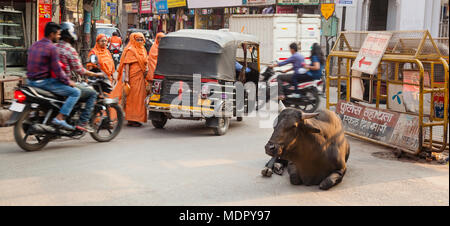 Varanasi / INDE - Mars 05, 2018. Toutes les vaches sont sacrés en Inde, alors il a droit de passage. Banque D'Images