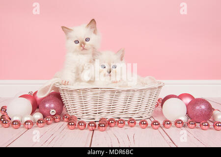 Deux chats Ragdoll bébé dans un panier avec décoration de Noël Banque D'Images