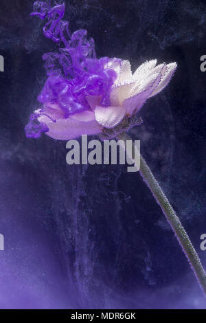 La couleur dans la fleur Banque D'Images