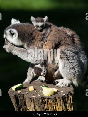 Untitled Document l'anneau avec des lits bébés sur son dos et manger des fruits avant Banque D'Images