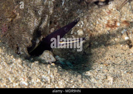 Les juvéniles (noir) Anguille (Rhinomuraena quaesita ruban). Photo a été prise dans la mer de Banda, Ambon, la Papouasie occidentale, en Indonésie Banque D'Images