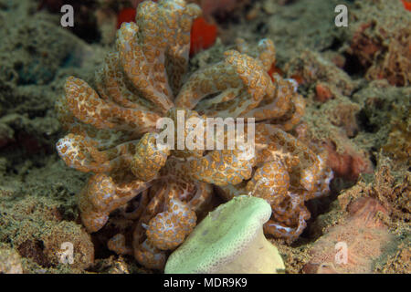 Nudibranche à énergie solaire (Phyllodesmium longicirrum). Photo a été prise dans la mer de Banda, Ambon, la Papouasie occidentale, en Indonésie Banque D'Images