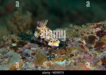 Nudibranche Hypselodoris tyroni. Photo a été prise dans la mer de Banda, Ambon, la Papouasie occidentale, en Indonésie Banque D'Images