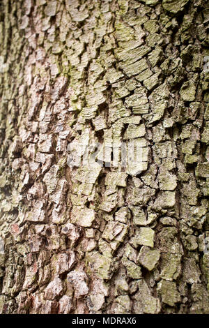 Une texture de fond de l'écorce des arbres. Banque D'Images