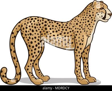 Guépard sauvage isolé sur blanc. Vector illustration Illustration de Vecteur