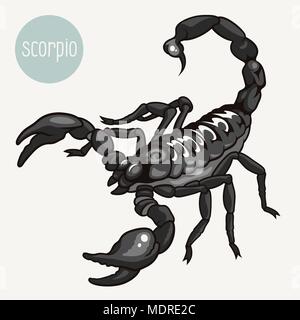 Vector illustration réaliste d'un scorpion isolated on white Illustration de Vecteur