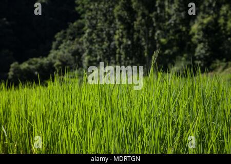 Feuilles vertes d'une nouvelle culture de riz en terrasses sur fond de rizières dans le district de Dhading Népal Banque D'Images