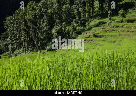 Feuilles vertes d'une nouvelle culture de riz en terrasses sur fond de rizières dans le district de Dhading Népal Banque D'Images