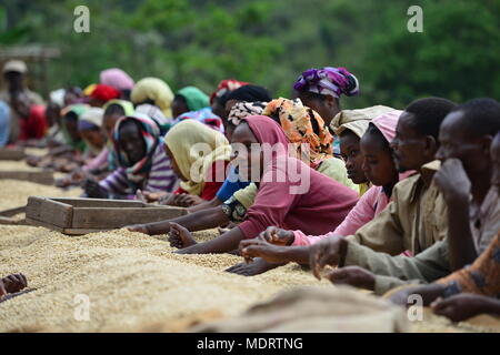 L'Éthiopie, Oromia, les travailleurs de l'usine de traitement du café Banque D'Images