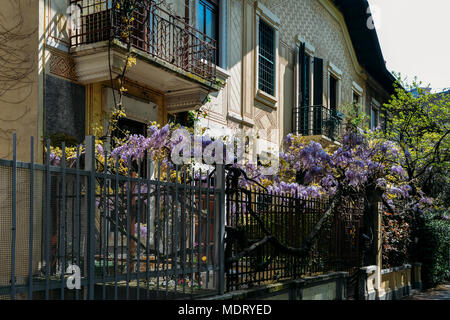 La floraison des plantes de glycines sur mur de la maison historique. Accueil naturelles décoration avec fleurs de glycine de Chine, également connu sous le nom de Fabaceae Wisteria sinensis Banque D'Images