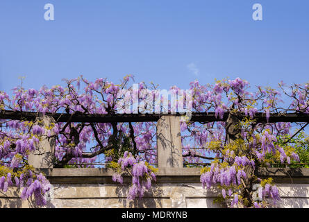 La floraison des plantes de glycines sur mur de la maison historique. Accueil naturelles décoration avec fleurs de glycine de Chine, également connu sous le nom de Fabaceae Wisteria sinensis Banque D'Images