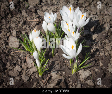 Blanc de printemps crocus fleurs poussent dans le sol Banque D'Images