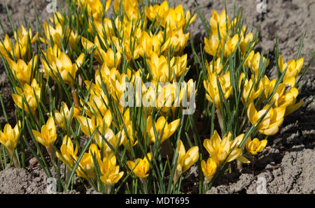 Fleurs de Printemps jaune crocus poussent dans le sol Banque D'Images