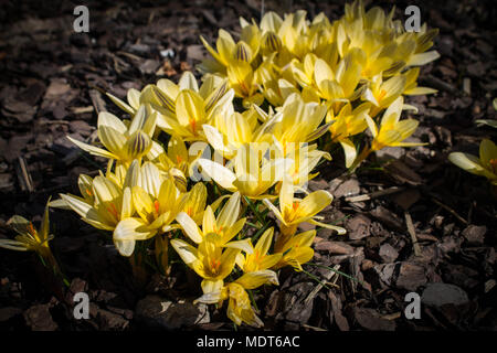 Fleurs de Printemps jaune crocus group dans le sol Banque D'Images