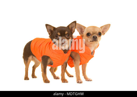 Deux chiens chihuahua en permanent manteaux orange sur fond blanc Banque D'Images