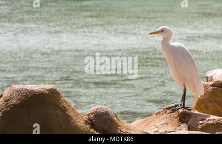 Bubulcus ibis Égypte Banque D'Images