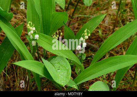 Les bosquets de lis de la vallée des fleurs dans l'eau après la pluie Banque D'Images