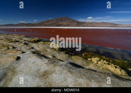 Laguna Colorada paysage. Eduardo Avaroa Réserve nationale de faune andine. La Bolivie Banque D'Images