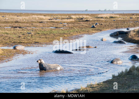 Donna Nook, Lincolnshire, Royaume-Uni - Nov 16 : Les phoques gris viennent à terre pour la saison de mise bas se trouvent dans les eaux peu profondes le 16 nov 2016 à Donna Nook Seal Sanctuary, Lin Banque D'Images