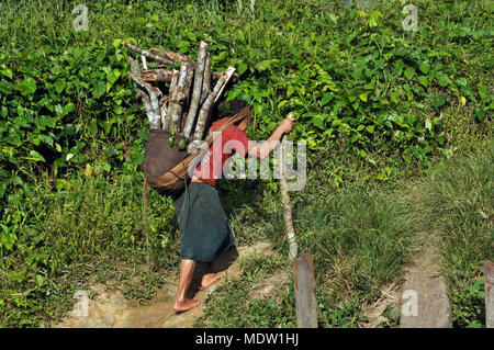 L'Inde de village Yanomami Marari transporter le bois sur la tête Banque D'Images