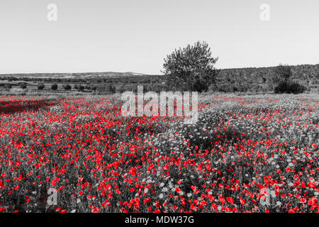 Domaine rempli de marguerites et de coquelicots rouges avec des arbres en arrière-plan sur le printemps de l'Chypre. En rouge et noir et blanc Banque D'Images