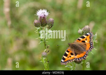 Un papillon écaille Aglais, urticate sur un chardon dans nord du Dorset England UK GB. Banque D'Images