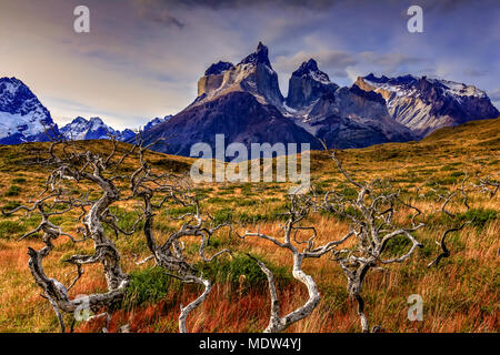 Parc National Torres del Paine. Magallanes, le Chili. Banque D'Images