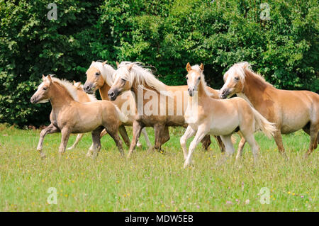 Un groupe de chevaux Haflinger, Juments Poulains folâtre et fonctionnant ensemble dans un pâturage de graminées vertes, Allemagne Banque D'Images