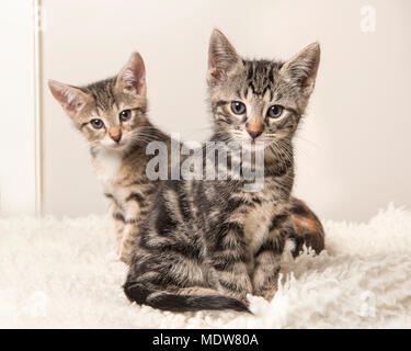 Deux Chats Tabby Mignon Bebe Assis Derriere Eux Sur Un Fond Gris Et Blanc Fond De Salon Photo Stock Alamy