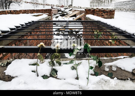 Oswiecim / Pologne - 02.15.2018 : Fleur Rose met sur les ruines d'une chambre à gaz qui ont été détruits pour être plus jamais utilisées à Auschwitz B Banque D'Images