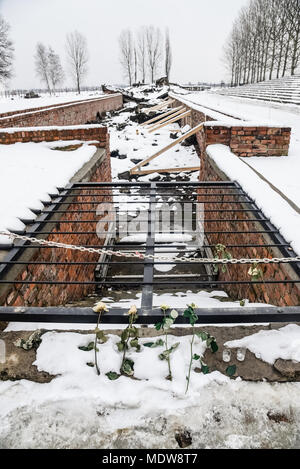 Oswiecim / Pologne - 02.15.2018 : Fleur Rose met sur les ruines d'une chambre à gaz qui ont été détruits pour être plus jamais utilisées à Auschwitz B Banque D'Images