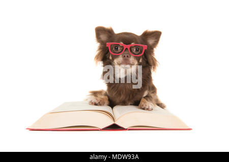 Cute chihuahua chien couché sur un livre rouge portant des lunettes rouge isolé sur fond blanc Banque D'Images