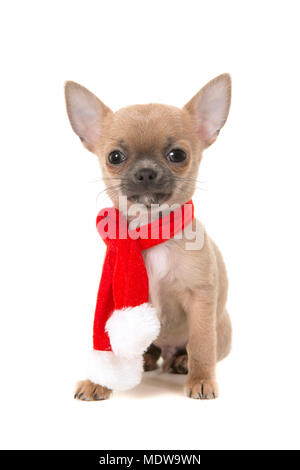 Chihuahua chiot mignon assis à la caméra en portant une écharpe de Noël rouge et blanc isolé sur fond blanc Banque D'Images